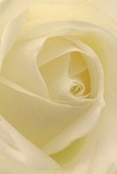 This close-up draws you right into the centre of a white rose, as if you are enveloped in its delicate, creamy petals-a tender embrace reminiscent of early morning tranquillity along Denmark Hill's tree-shaded streets. The petals spiral gracefully, each featherlight and touched with hints of morning dew, creating layers of quiet depth and subtle drama beneath soft, ivory curves. The atmosphere speaks of peace and reflection, akin to the feeling found in a solitary stroll through Ruskin Park at dawn. As interpreted by local florists, this rose stands as a pure emblem of reverence and renewal, perfect for expressing sympathy, admiration, or the gentle start of something new. The fragrance is delicate-hovering almost imperceptibly in the air, yet bringing a soothing comfort as familiar as the gentle hum of Denmark Hill on a calm afternoon. This intimate perspective captures not only the natural artistry and thoughtful care imbued by its creator, but also the heartfelt connection shared by the Denmark Hill community with every meaningful floral arrangement.